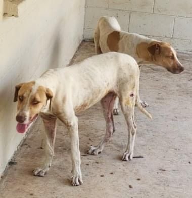 Success Story - Dipper & Mabel Success Story - Dipper & Mabel